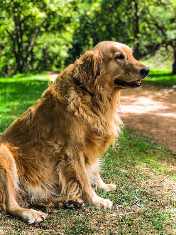 Le golden retriever : un trésor de douceur et d'affection